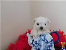 maltese puppy posted by Elegant Babies